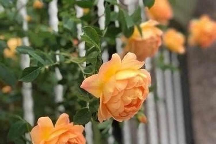 花卉施肥后需要立刻浇水吗
