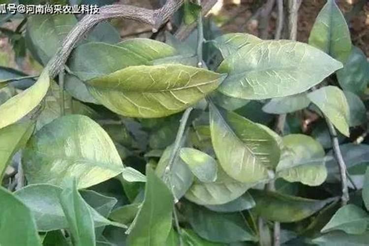 盆栽桔子树叶子发黄是怎么回事？盆栽桔子树叶子发黄怎么办(图)百度...