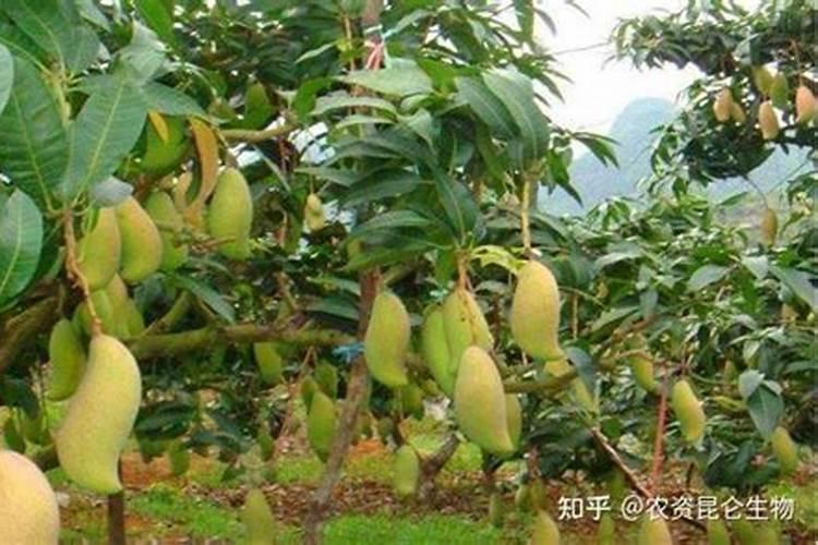 果树移栽多久施肥