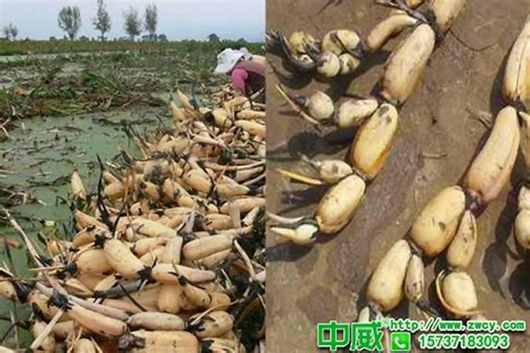刚栽的果树苗多久可以施肥