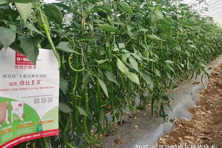 辣椒这是什么病,线椒弯是什么原因,怎么样才能让线椒长直
