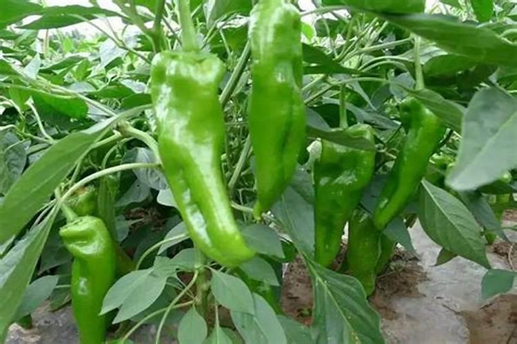 线椒露地种植技术