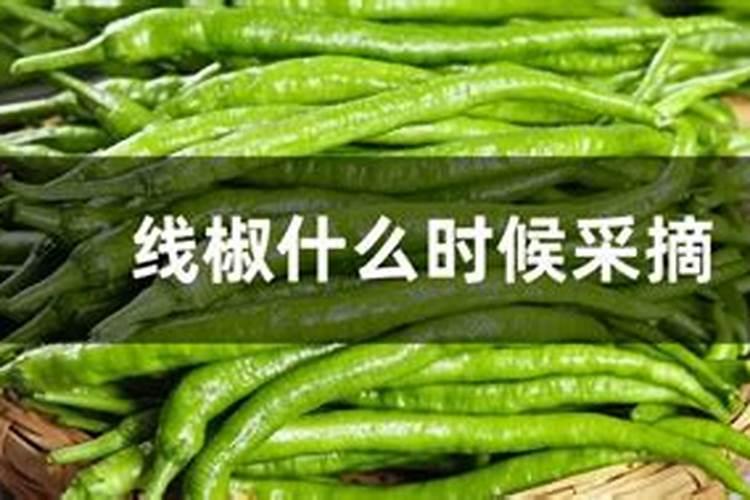 这线椒老操心了,请老师些看看
