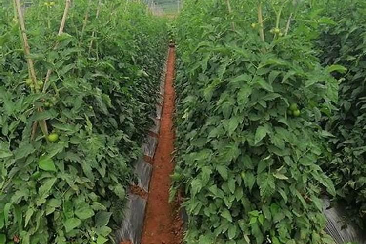 花生豆类可以做种花的底肥吗？
