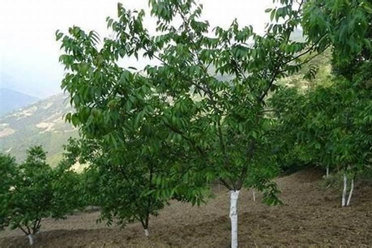 核桃是怎样种植的？
