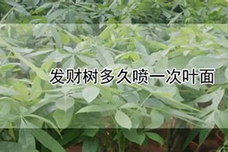 6月份如何养发财树不怕烂根还长得旺