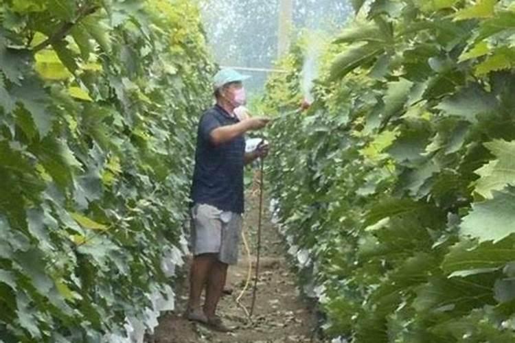 水稻施肥过量了,应该怎么办呢？
