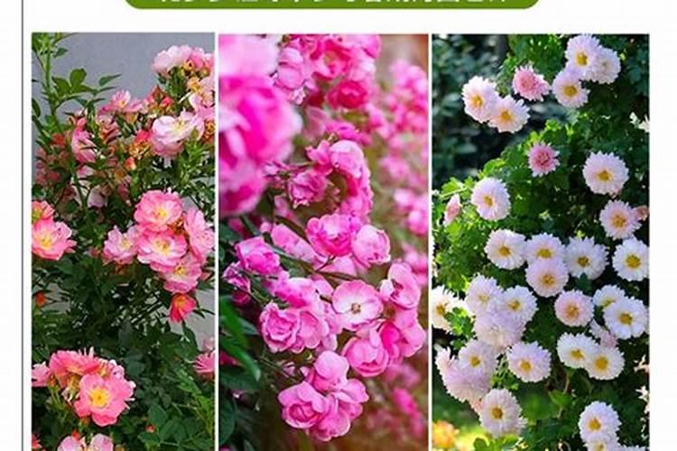 三角梅花期后如何施肥花开不断