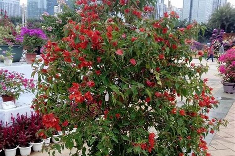 三角梅在开花期间时应该怎么给浇水,控水
