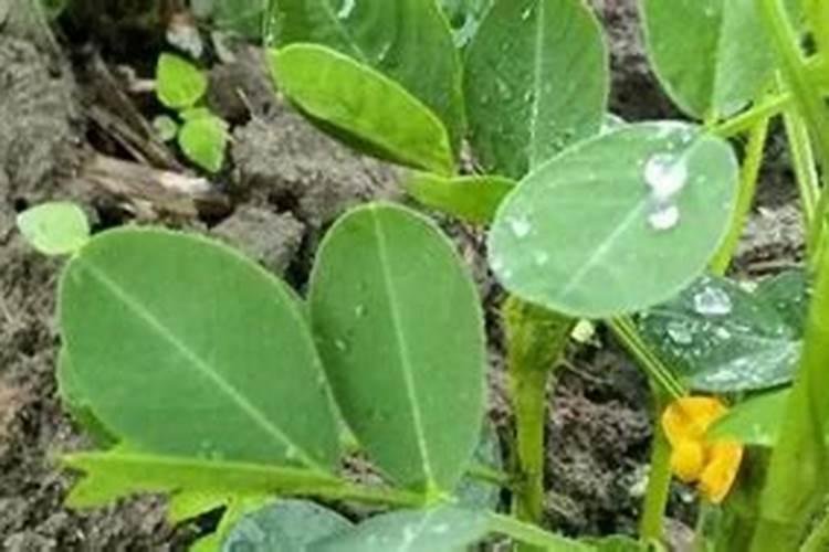 多肉植物春季水肥管理方法