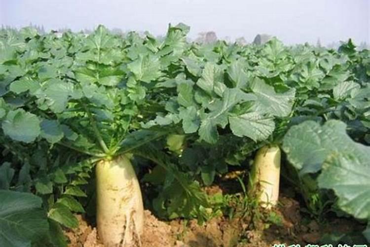 油菜治虫时硼肥能和药水共施喷雾吗？