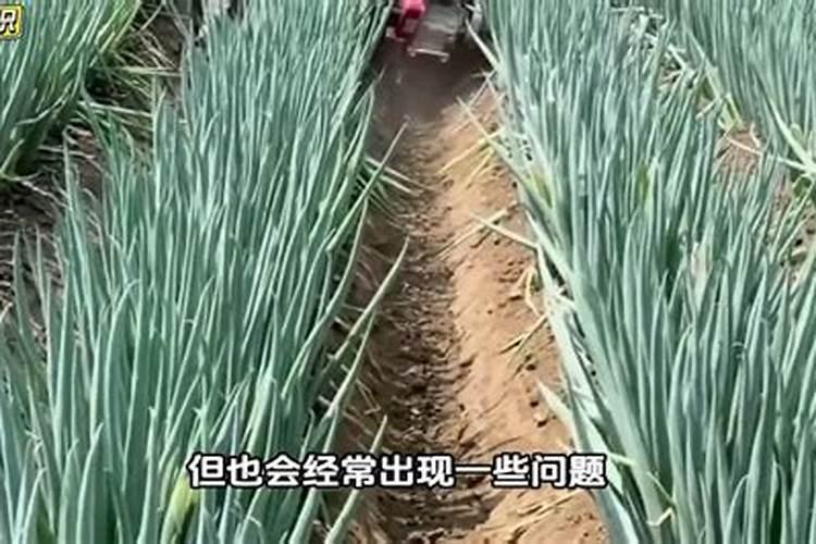 韭菜发黄打什么叶面肥