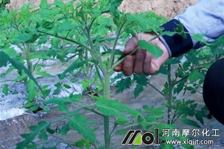 西红柿坐果期如何管理(种植西红柿中后期施肥方案)