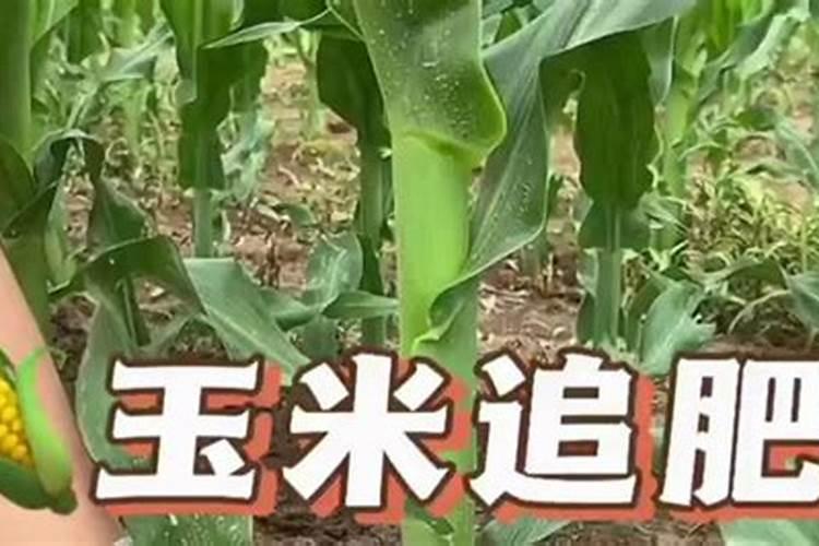 玉米追肥撒尿素,雨前撒尿素好还是雨后撒尿素好!