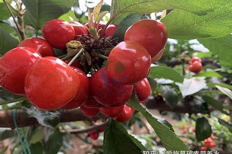 绿萝施什么肥最好 适合用什么肥料