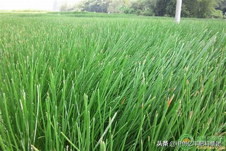 绿萝施什么肥最好 适合用什么肥料