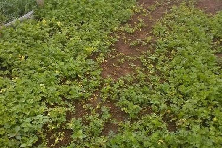 水芹菜施用什么肥好？
