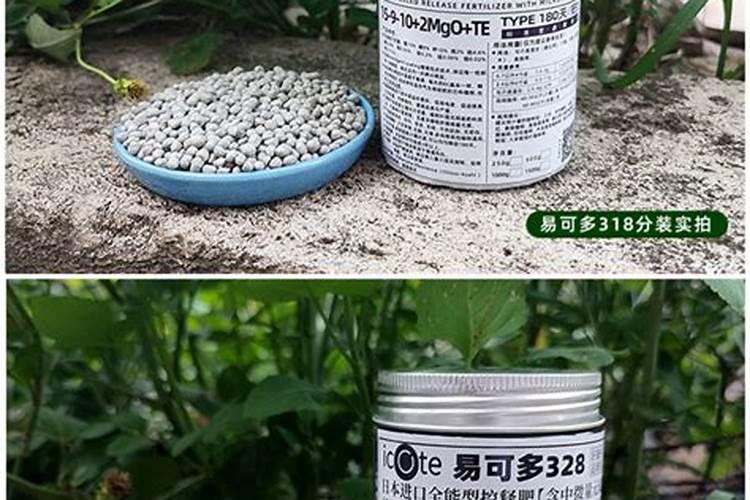 杨树一年浇几次水
