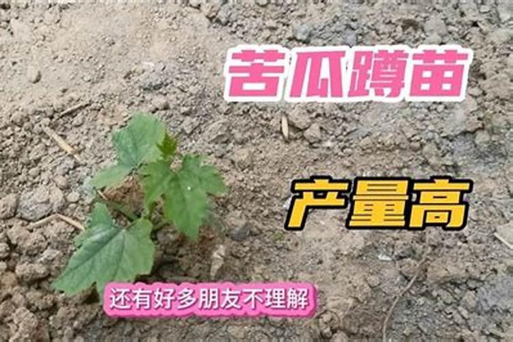 苦瓜栽培施肥技术