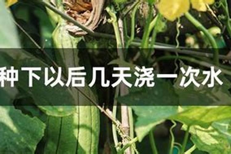 苦瓜施肥的正确方法