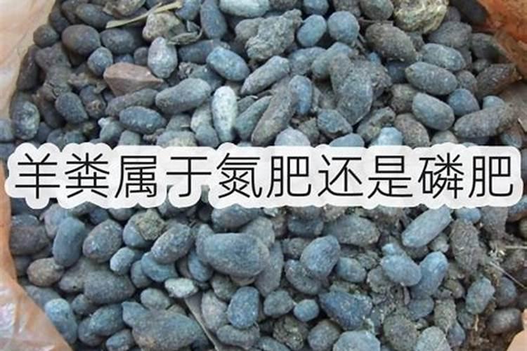 植物缺磷会出现哪些症状？