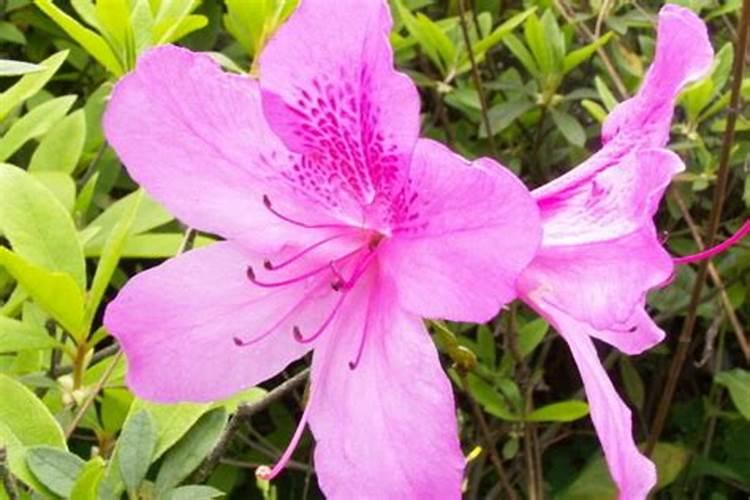 杜鹃花施肥用什么花肥