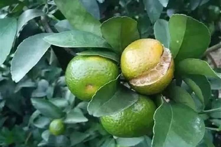 柑橘一年要施多少肥？怎样实现柑橘高产？
