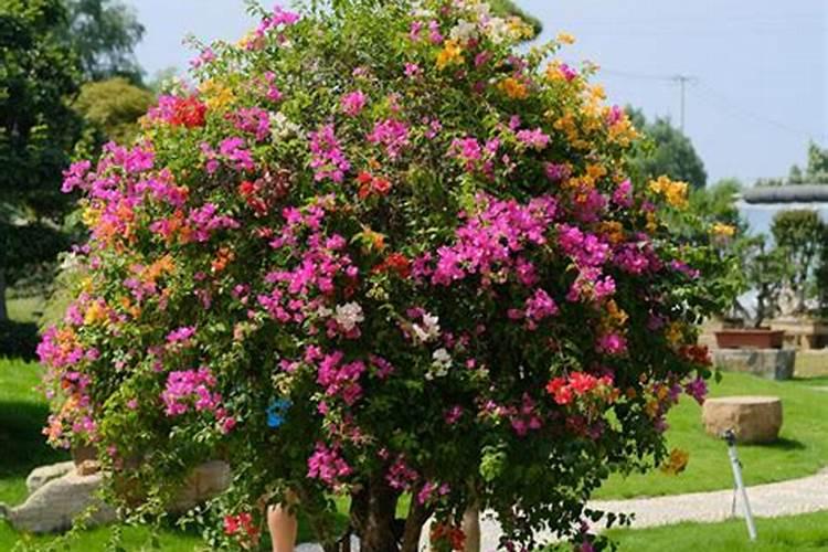 芍药怎么养护才能开花呢