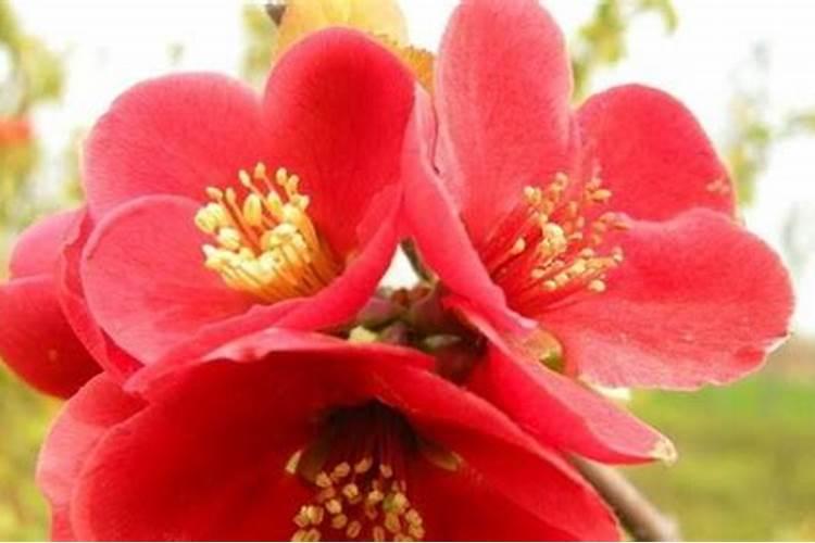 你好,给海棠花怎么施肥浇水？