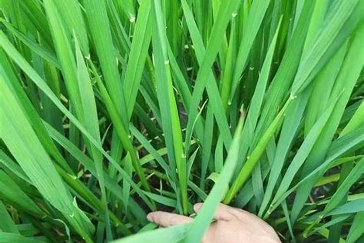 豆角冲什么水溶肥最好