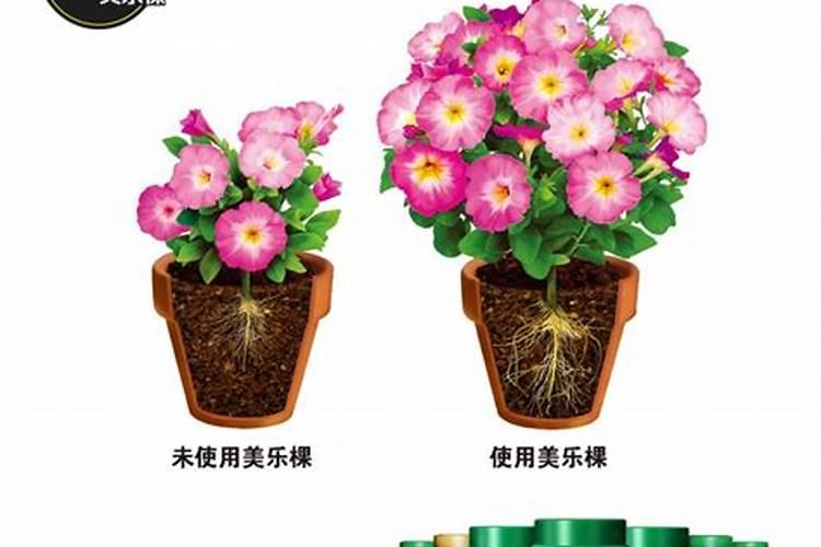 怎样让月季花长出更多的枝条(怎么修剪让冠幅更大)
