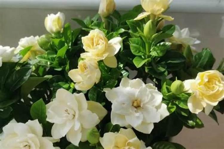 栀子花施什么肥好