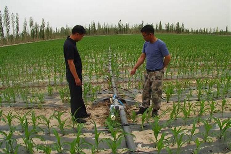 芸苔素打多了会怎么样 有哪些副作用