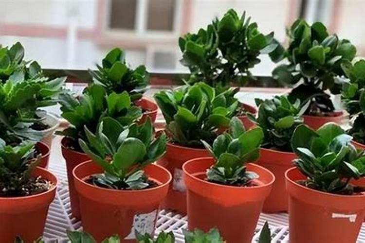 长寿花施肥方法,用什么肥好