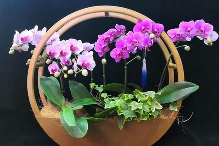 蝴蝶兰要怎样施肥？