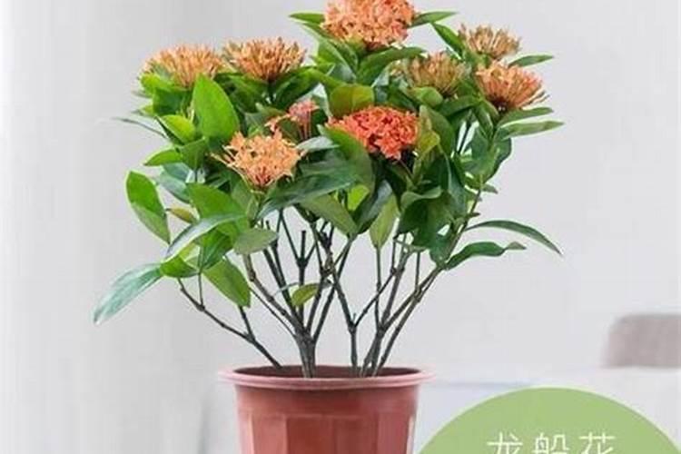 兰花用什么叶面肥最好
