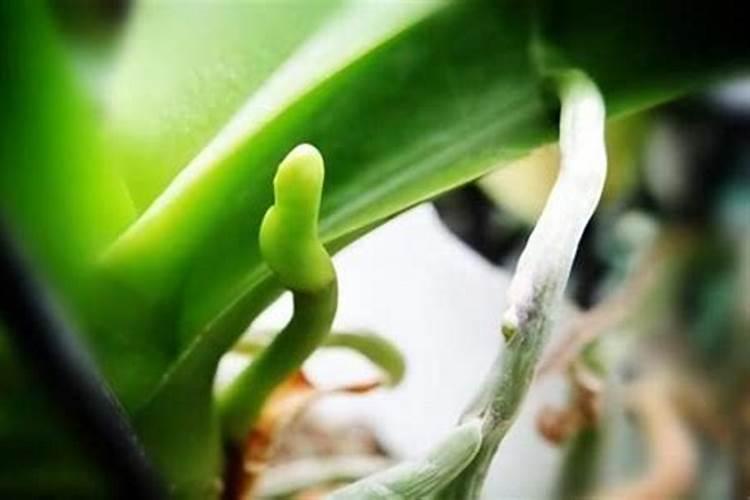 蝴蝶兰生根的最好办法