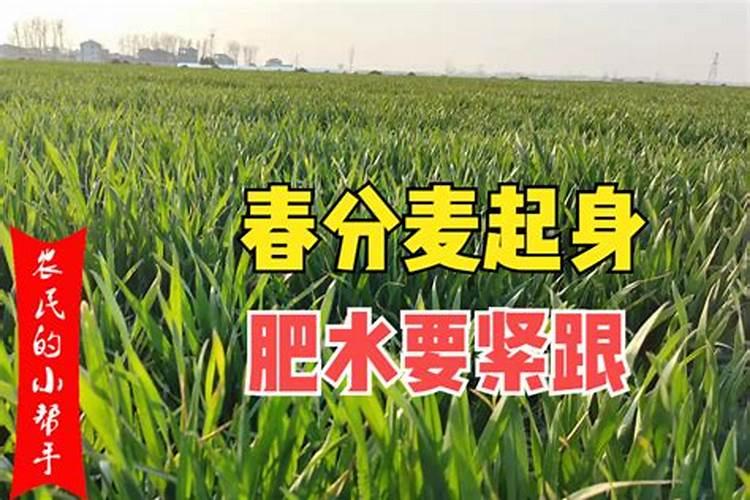 小麦分蘖期喷什么叶面肥