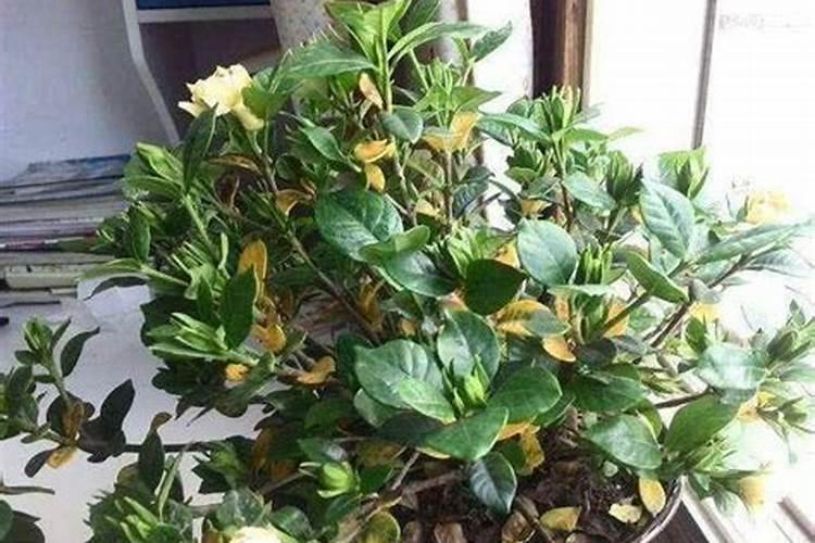 如何预防栀子花的黄花病