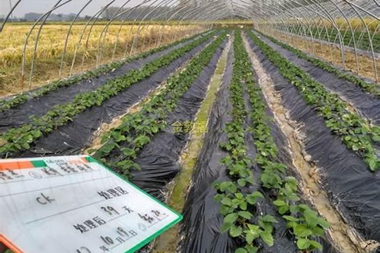 大家晚上好!肥老头海藻肥谁用过 效果怎样？
