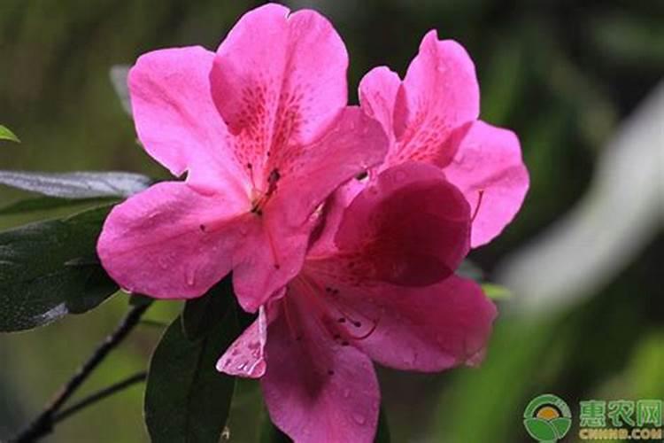 杜鹃花秋季怎么施肥？