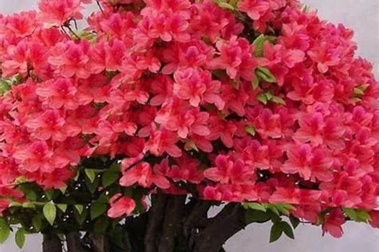 杜鹃花应该施什么肥杜鹃花应该什么时候施肥？