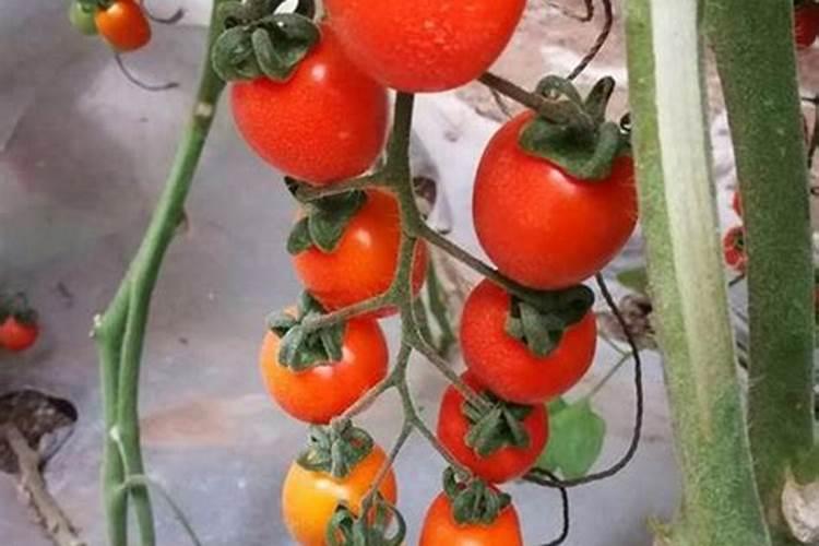 水溶肥浓度高了对植物有伤害吗