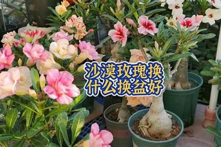 夏季为什么要给沙漠玫瑰施肥呢