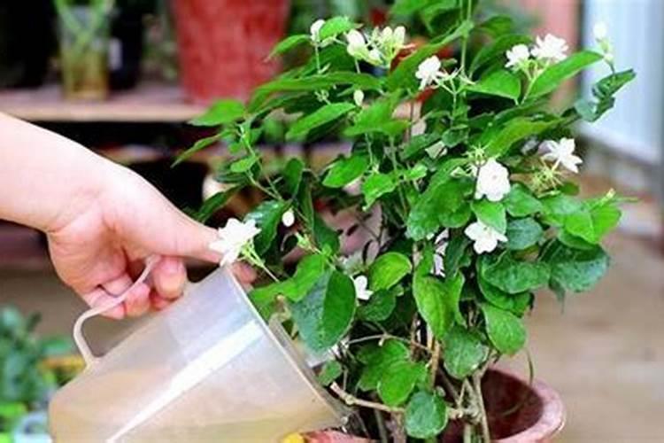 磷酸二氢钾能不能用来灌根,有什么需要注意的吗？