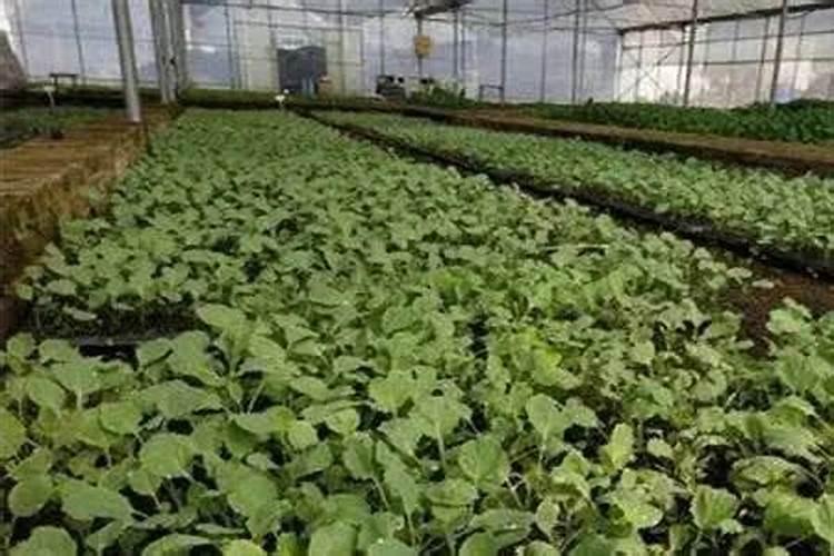 快菜要浇什么肥料