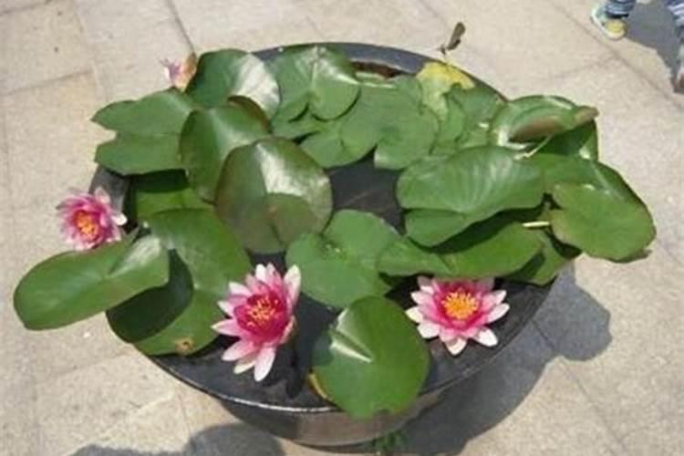 家庭荷花的养殖方法