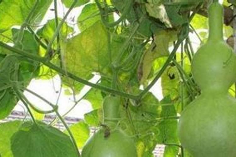 葫芦追肥用什么肥料好