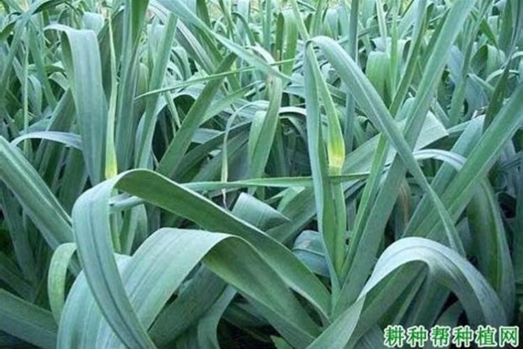 蔬菜施肥过量出现的生理病害症状