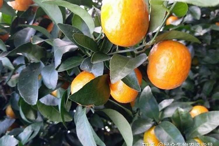 硝酸铵是什么肥料